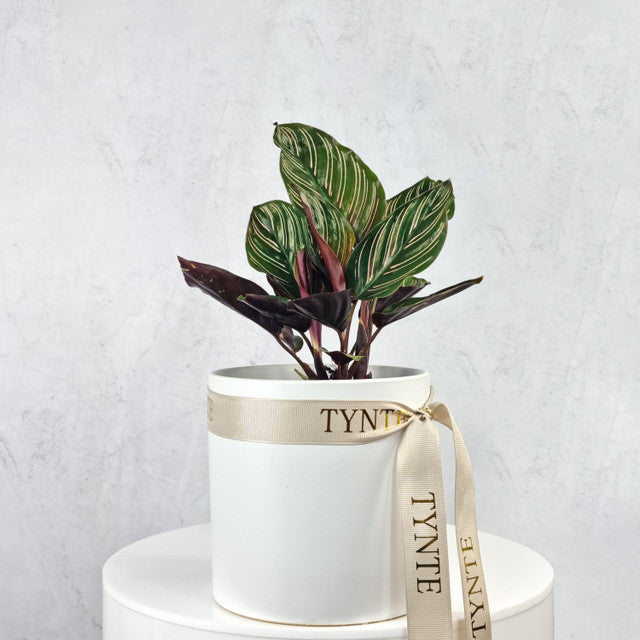Calathea Pin Stripe in Ceramic