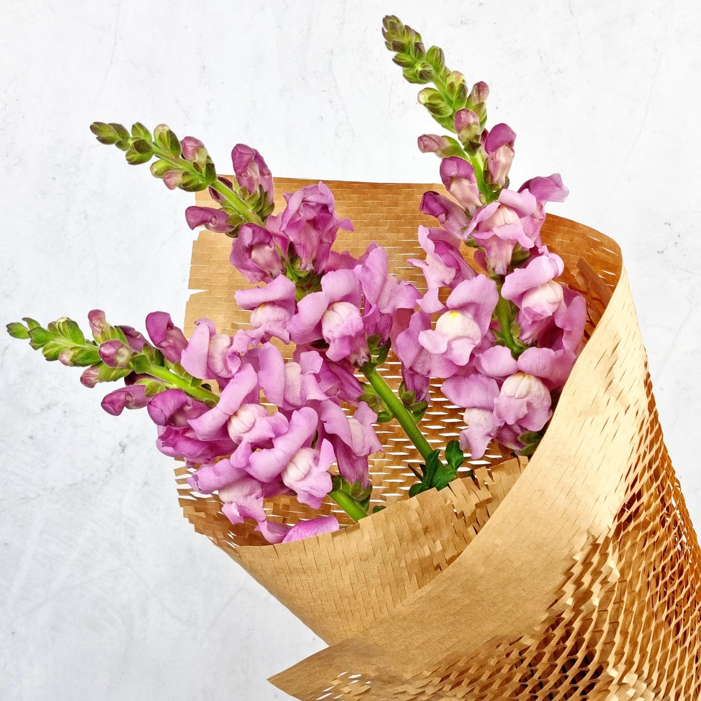 Lucky Dip Snapdragons - 1 bunch