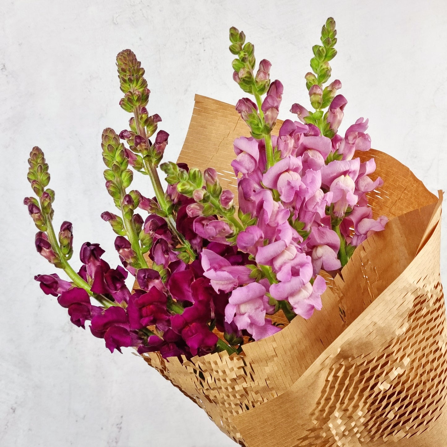 Lucky Dip Snapdragons - 2 bunches