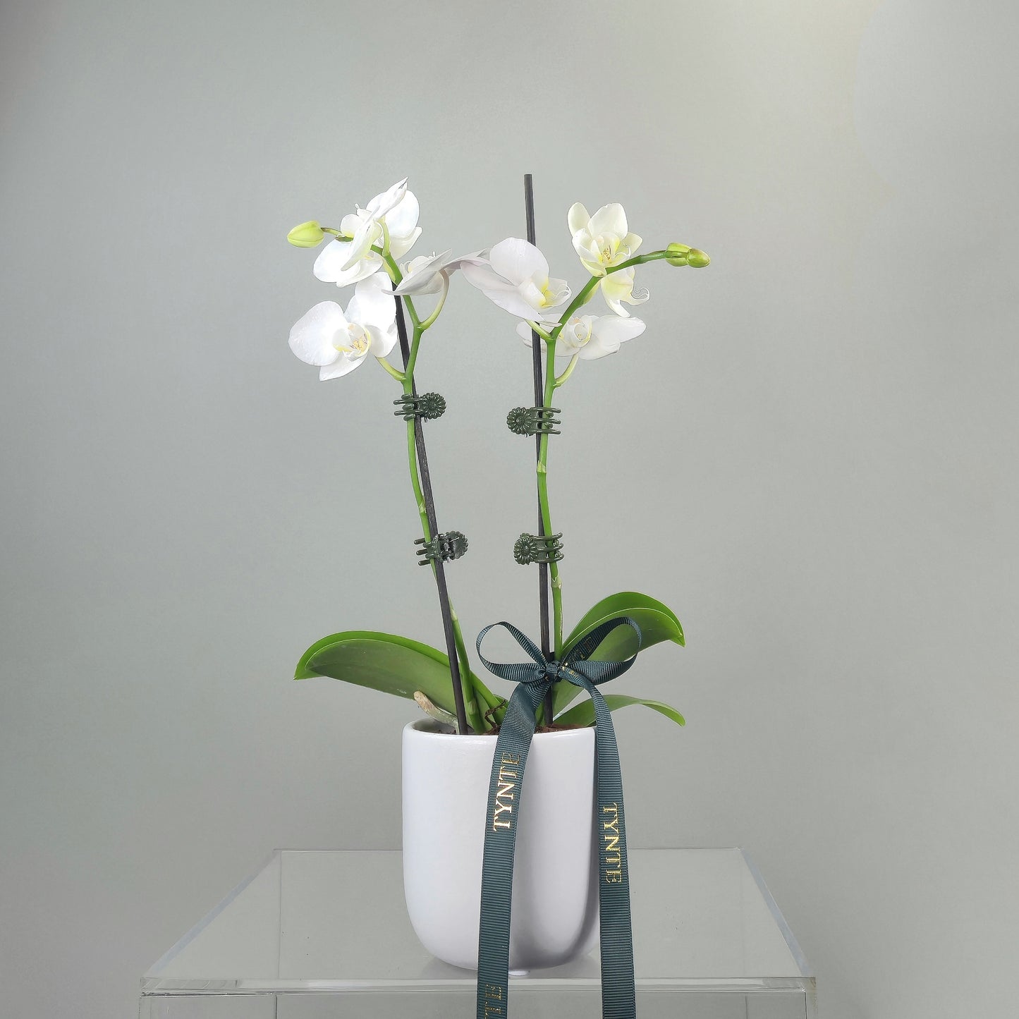 Mini Phalaenopsis Orchid - White