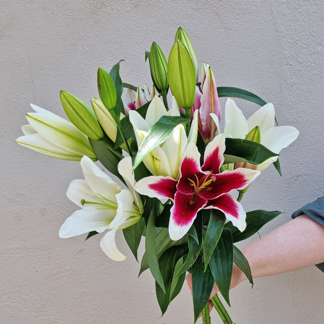 Lucky Dip Orientals - quint