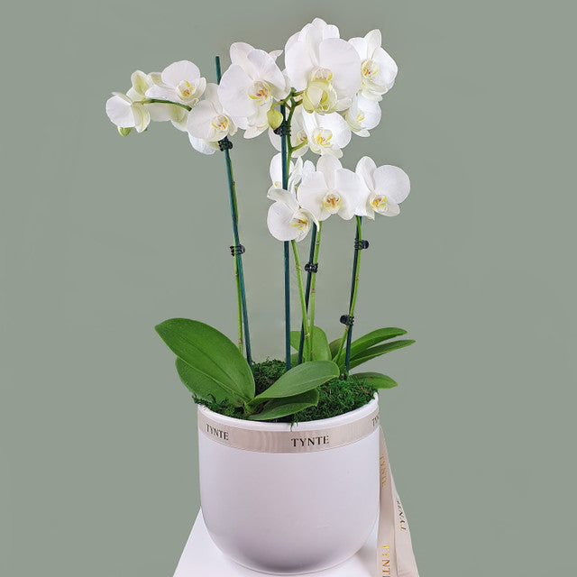 Luxe Phalaenopsis Orchid in Ceramic