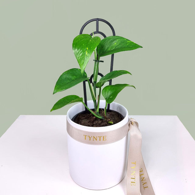 Mini Devils Ivy in Ceramic