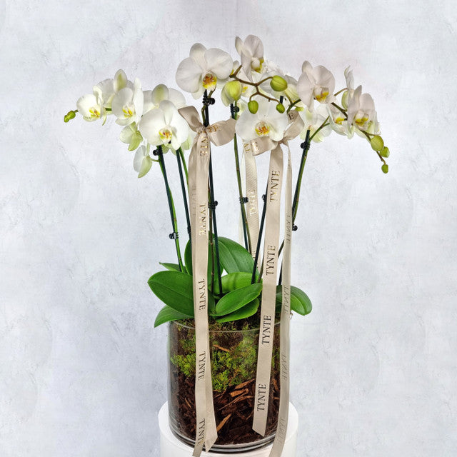 Ultimate Phalaenopsis Orchid in Ceramic