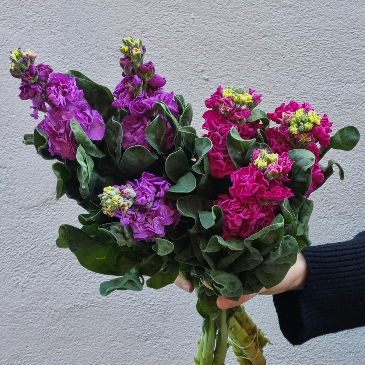 Lucky Dip Stocks - 2 bunches