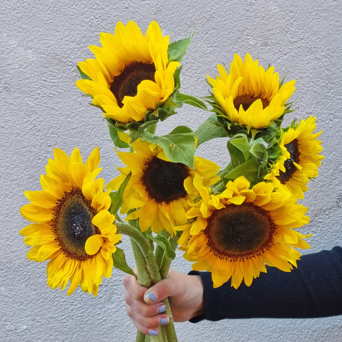 Sunflowers - 2 bunches