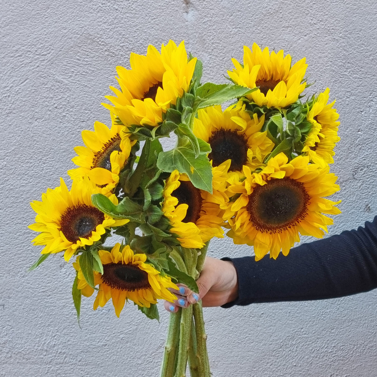 Sunflowers - 3 bunches
