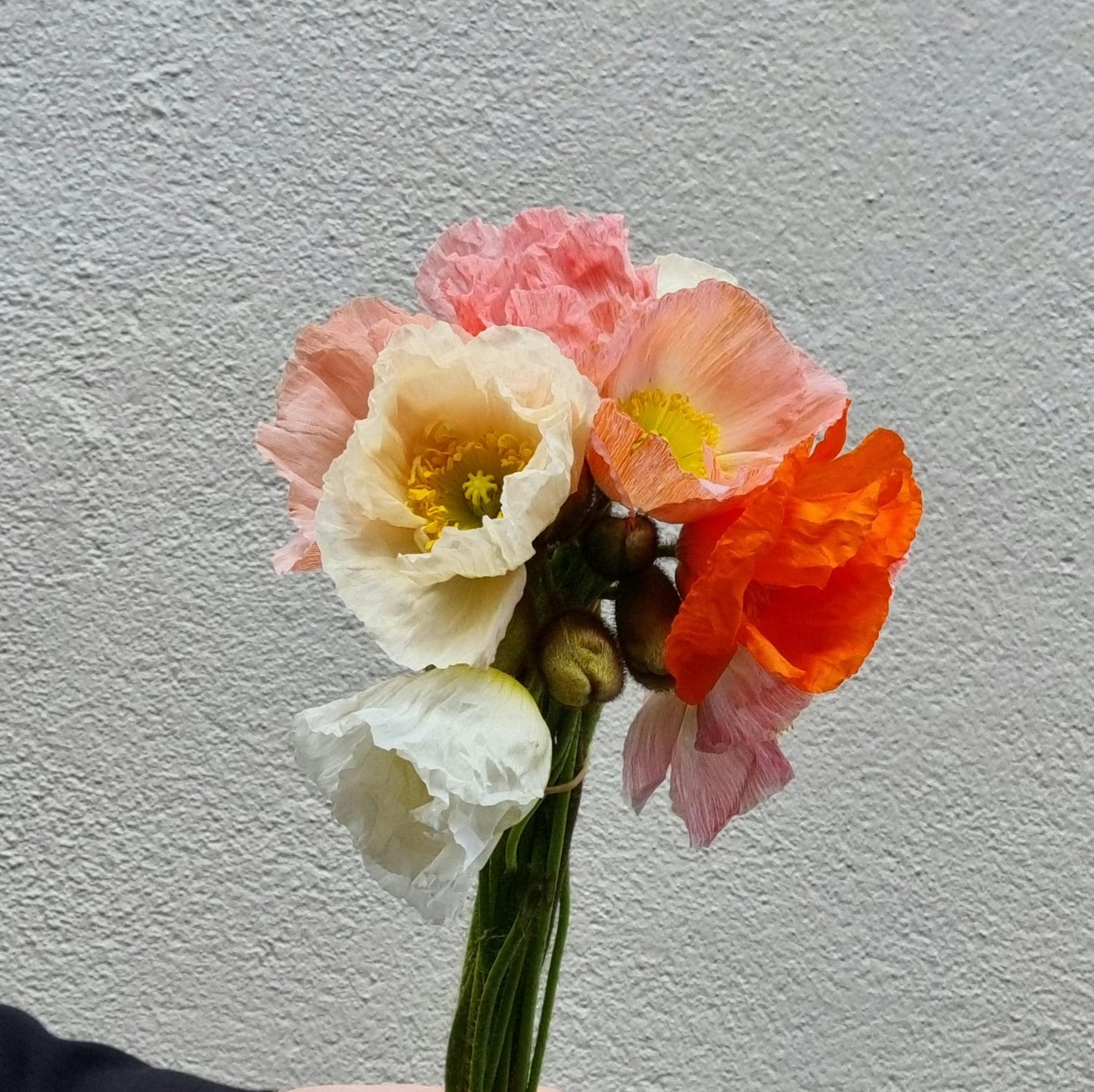 Poppies - 1 bunch