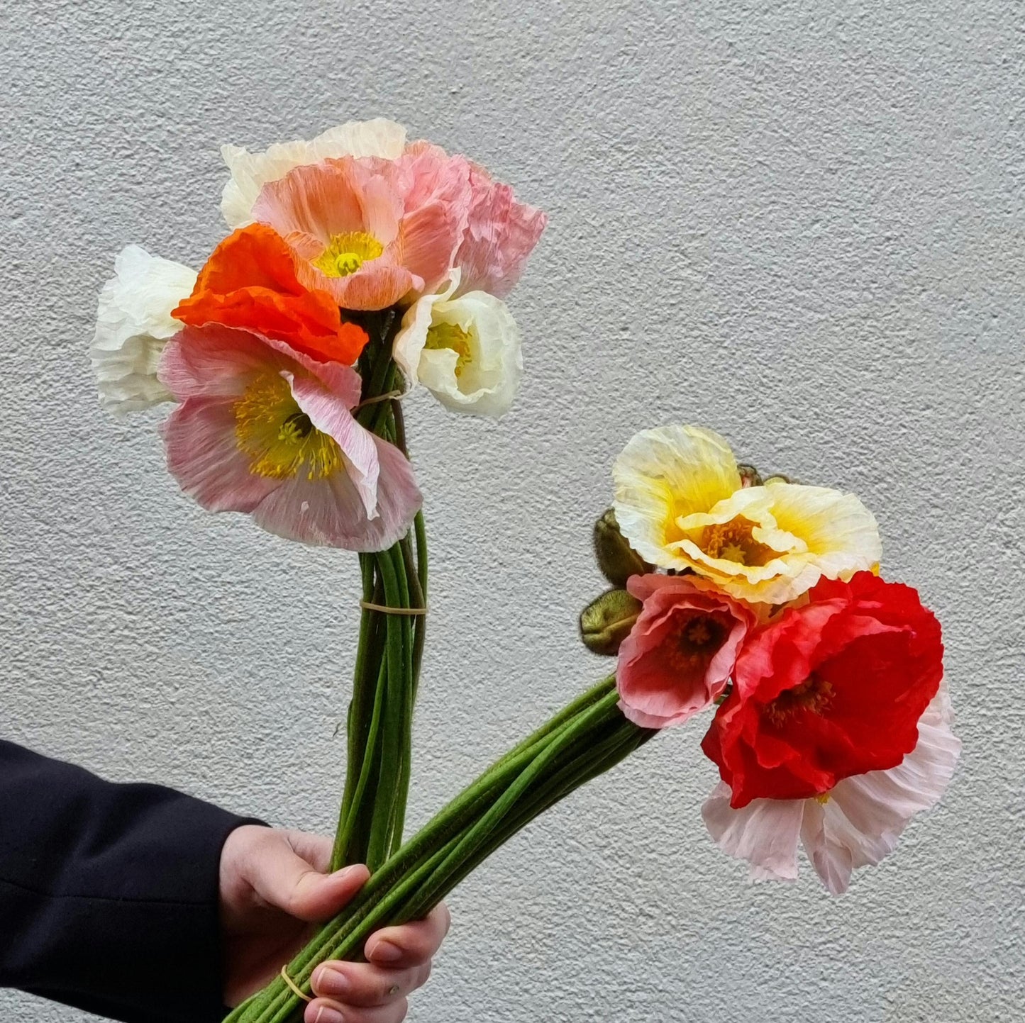 Poppies - 2 bunches