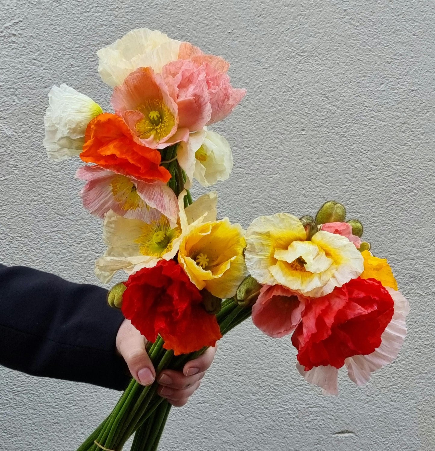Poppies - 3 bunches