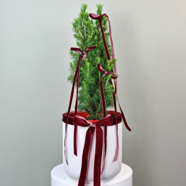 Fresh Christmas Tree - medium