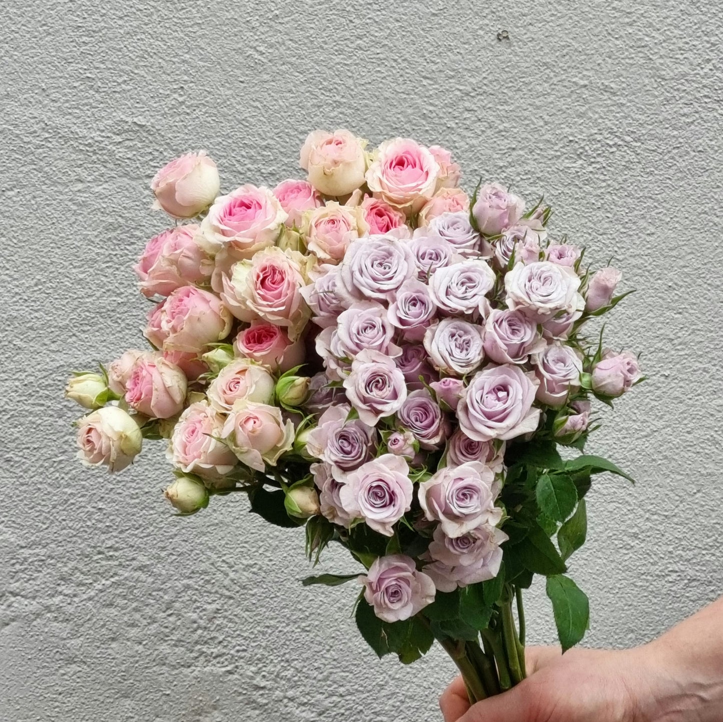 Lucky Dip Spray Roses - 2 bunches