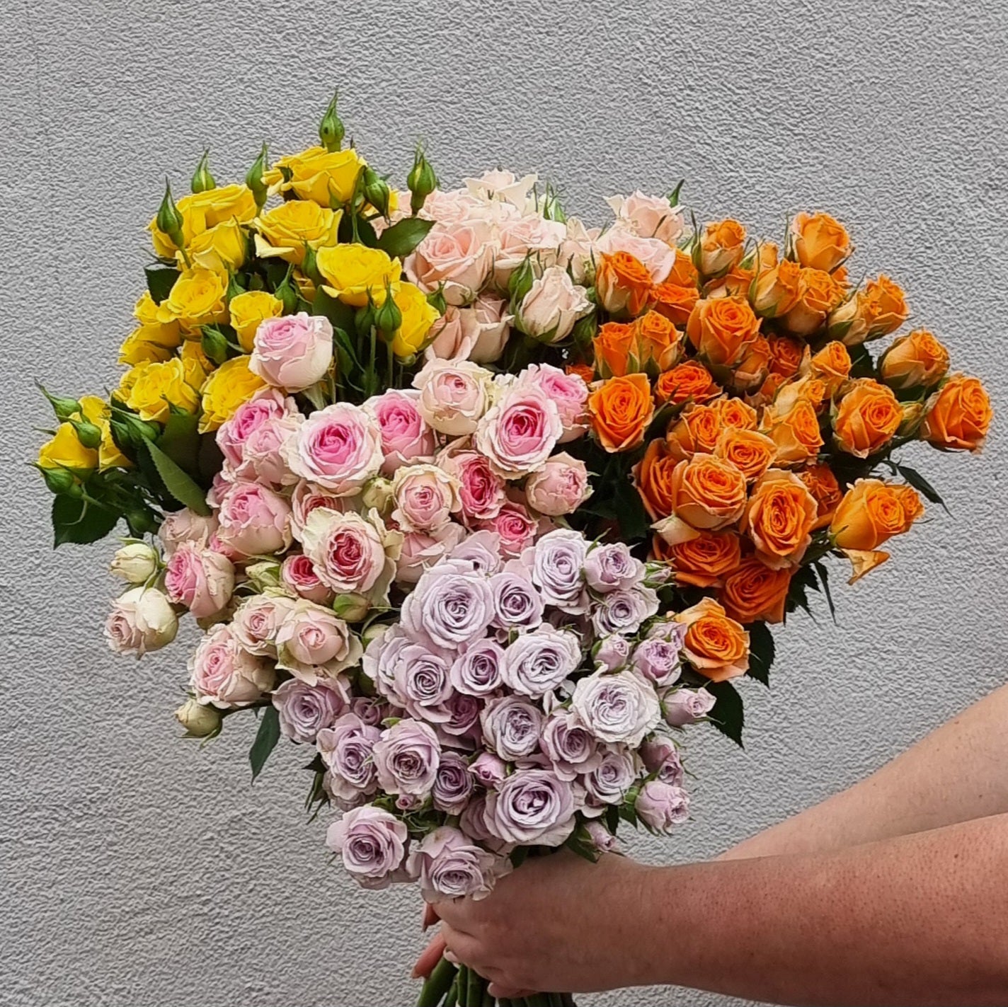 Lucky Dip Spray Roses - 5 bunches