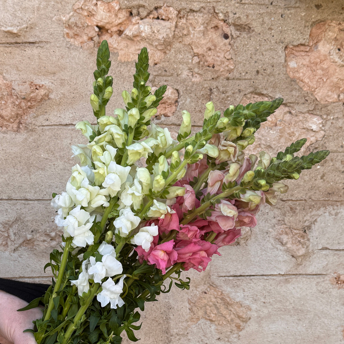 Lucky Dip Snapdragons - 2 bunches