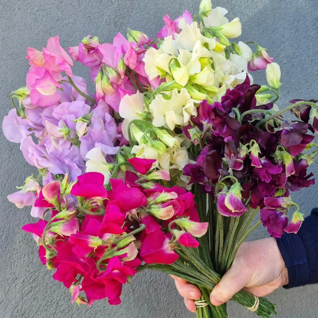 Lucky Dip Sweet Pea - 5 bunches