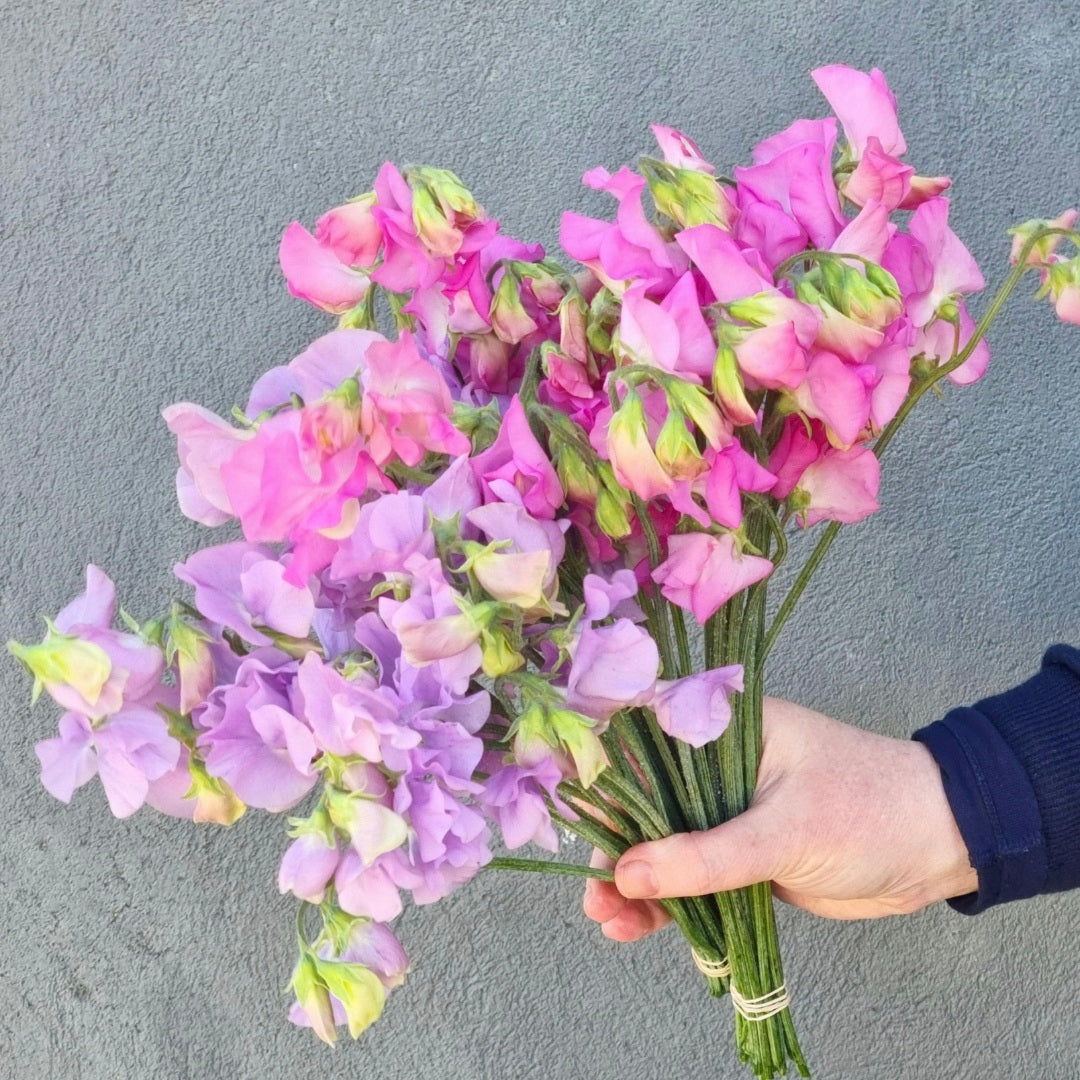 Lucky Dip Sweet Pea - 2 bunches