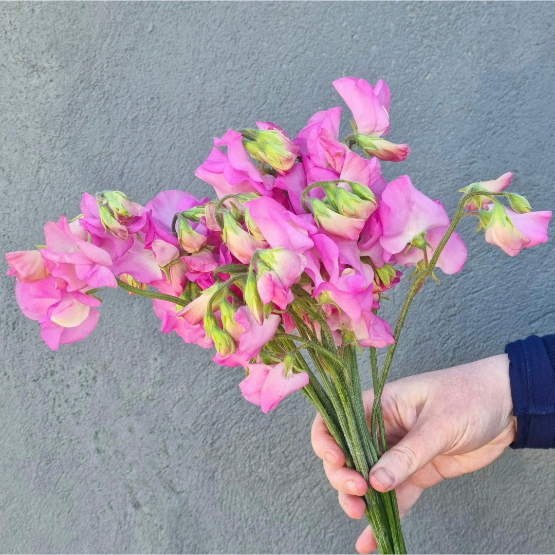 Lucky Dip Sweet Pea - 1 bunch