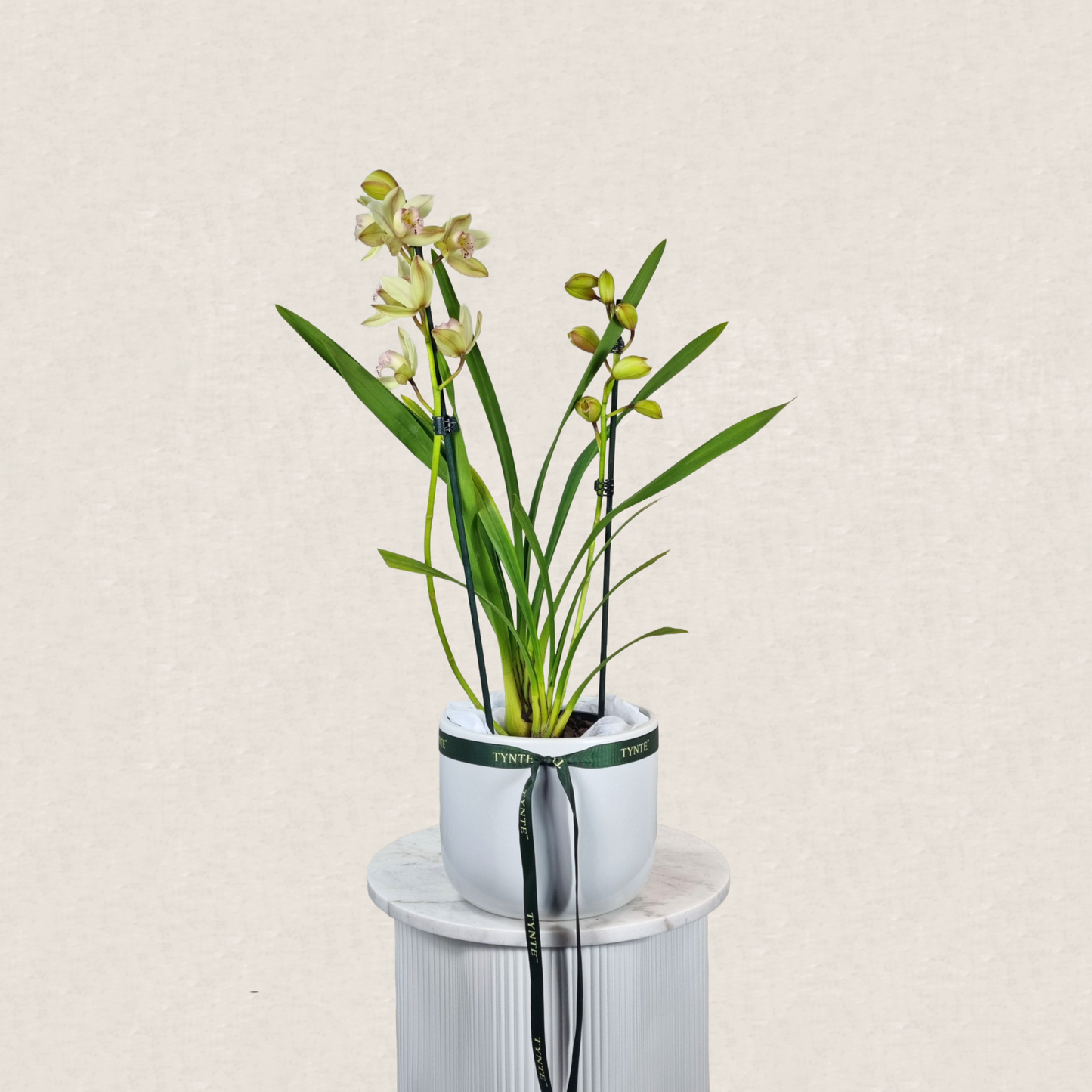 Cymbidium Orchid in Ceramic