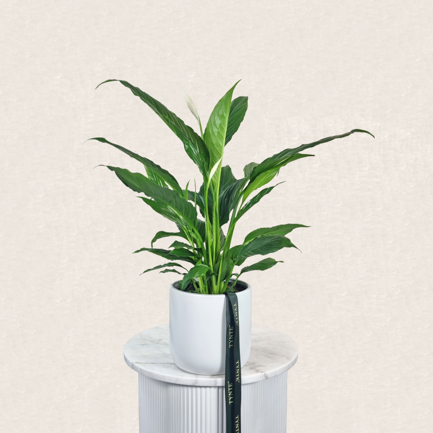 Peace Lily Plant in Ceramic