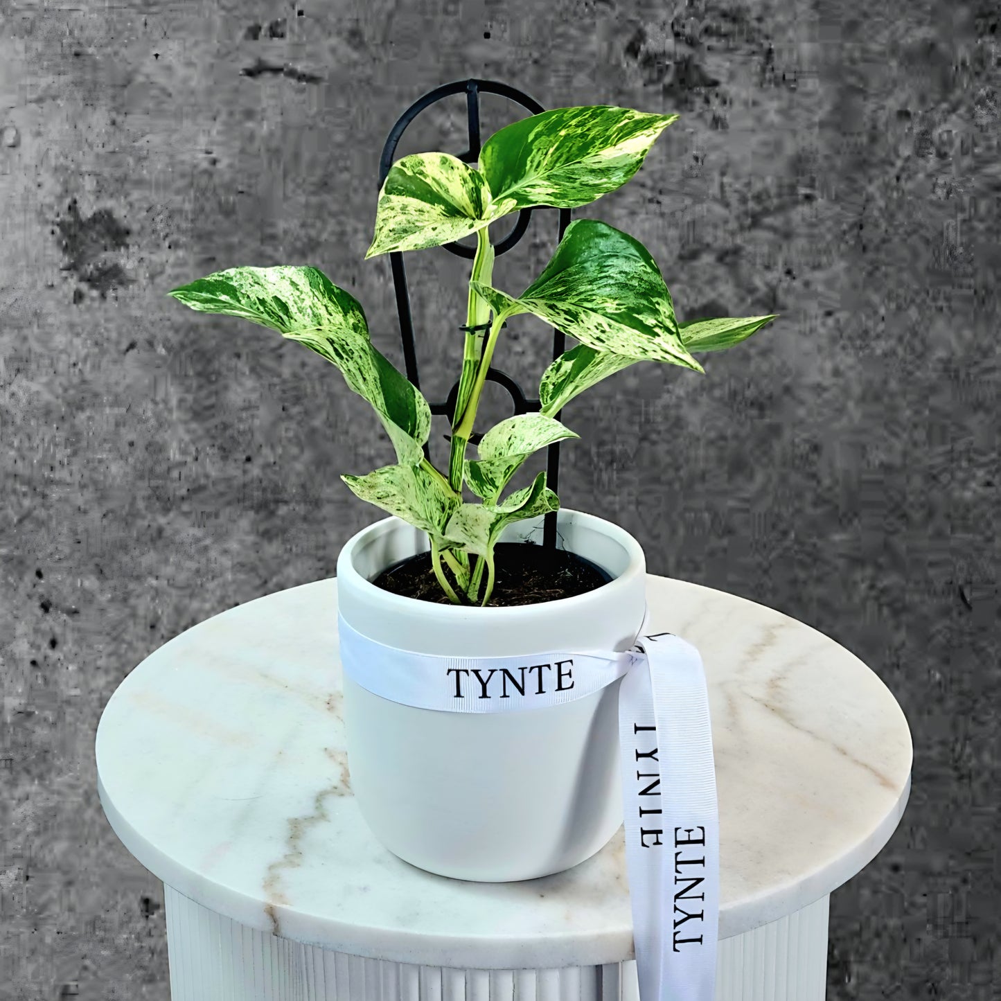 Marble Queen Plant