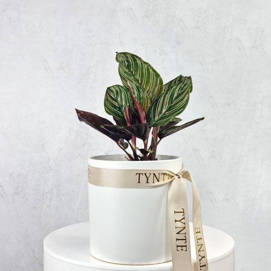 Calathea Pin Stripe in Ceramic