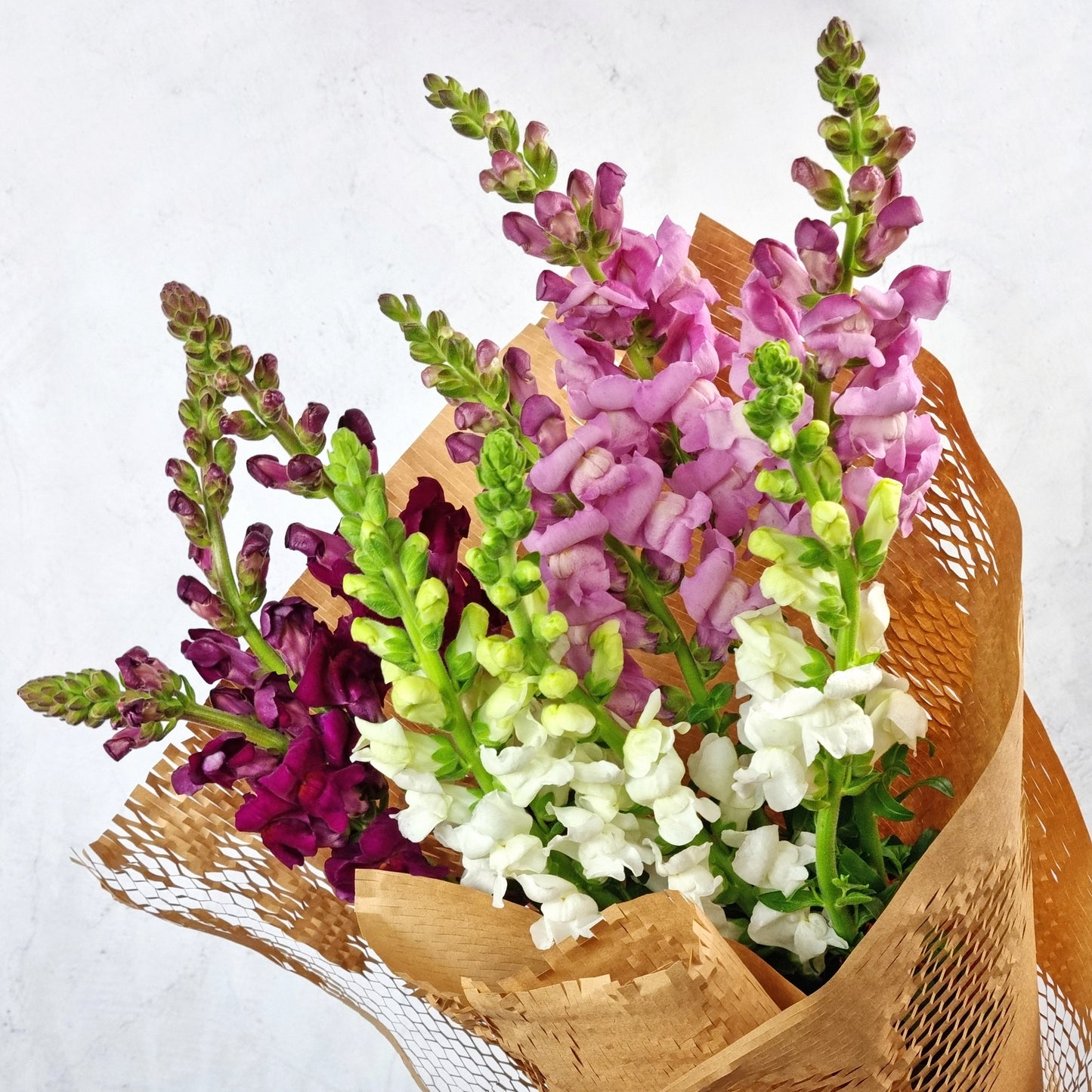Lucky Dip Snapdragons - 3 bunches