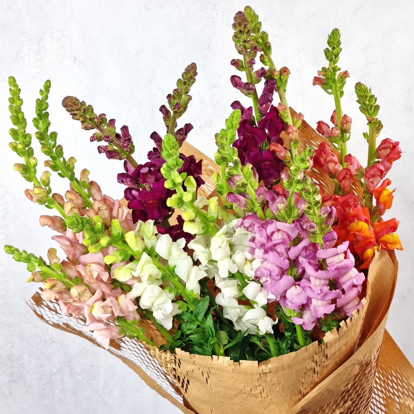 Lucky Dip Snapdragons - 5 bunches