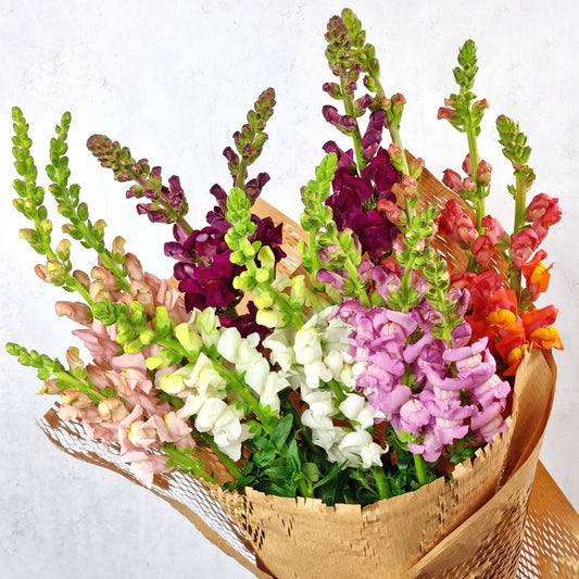 Lucky Dip Snapdragons - 5 bunches