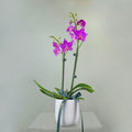 Mini Phalaenopsis Orchid - Magenta