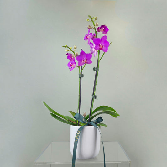 Mini Phalaenopsis Orchid - Magenta