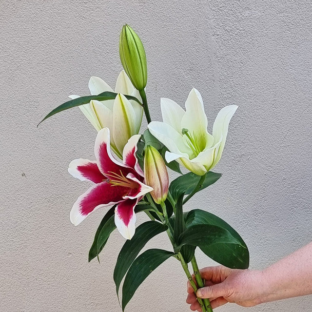 Lucky Dip Orientals - double