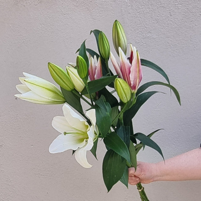 Lucky Dip Orientals - triple