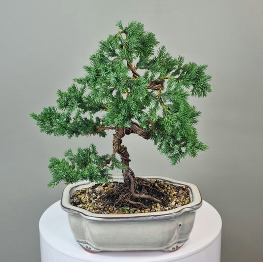 Bonsai - Juniper