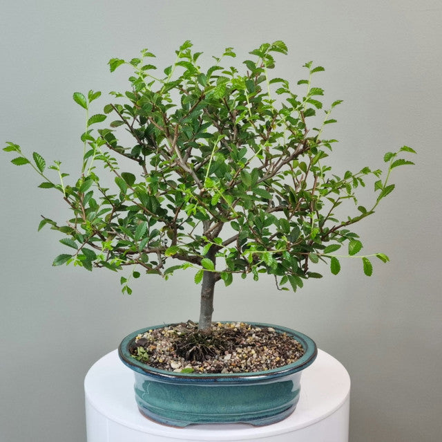 Bonsai - Chinese Elm