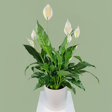 Peace Lily Plant in Ceramic