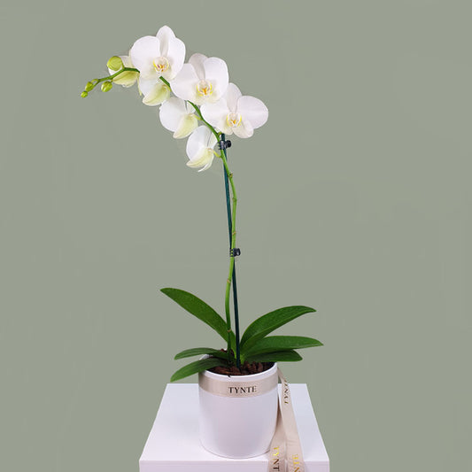White Phalaenopsis Orchid in Ceramic