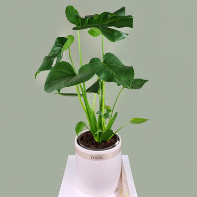 Monstera Plant in Ceramic