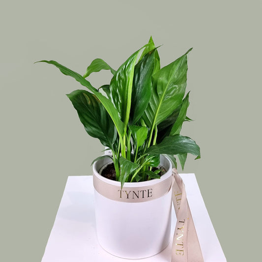 Mini Peace Lily in Ceramic