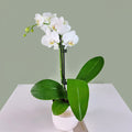 Mini Phalaenopsis Orchid - White