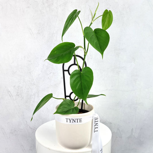 Mini Heart Leaf in Ceramic