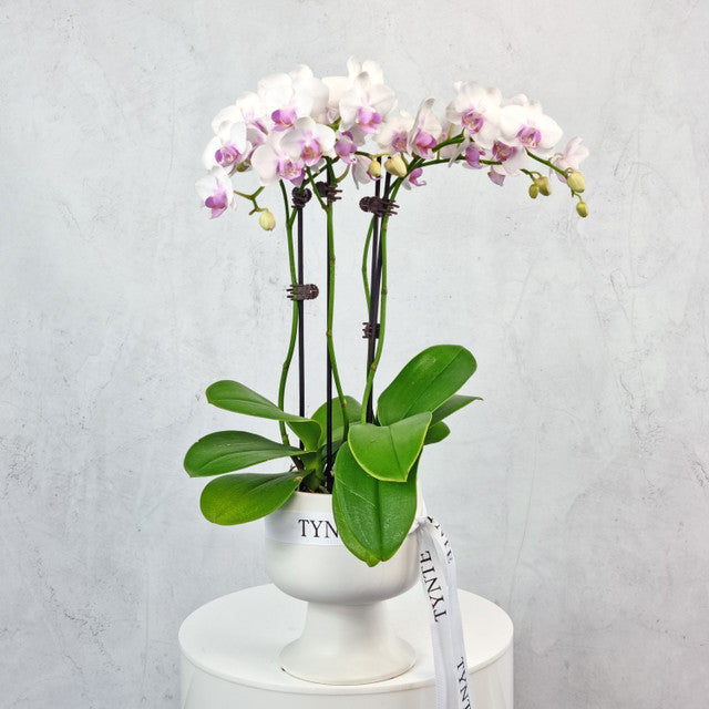 Double Mini Phalaenopsis Orchid in Ceramic