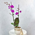 Mini Phalaenopsis Orchid - Purple