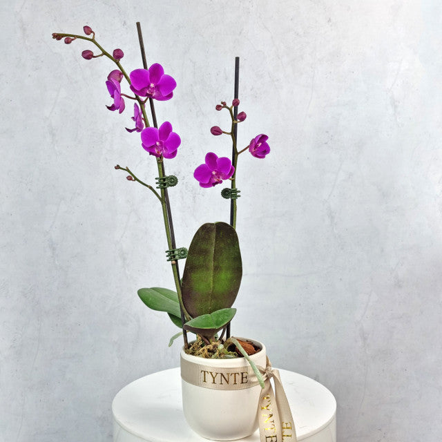 Mini Phalaenopsis Orchid - Purple