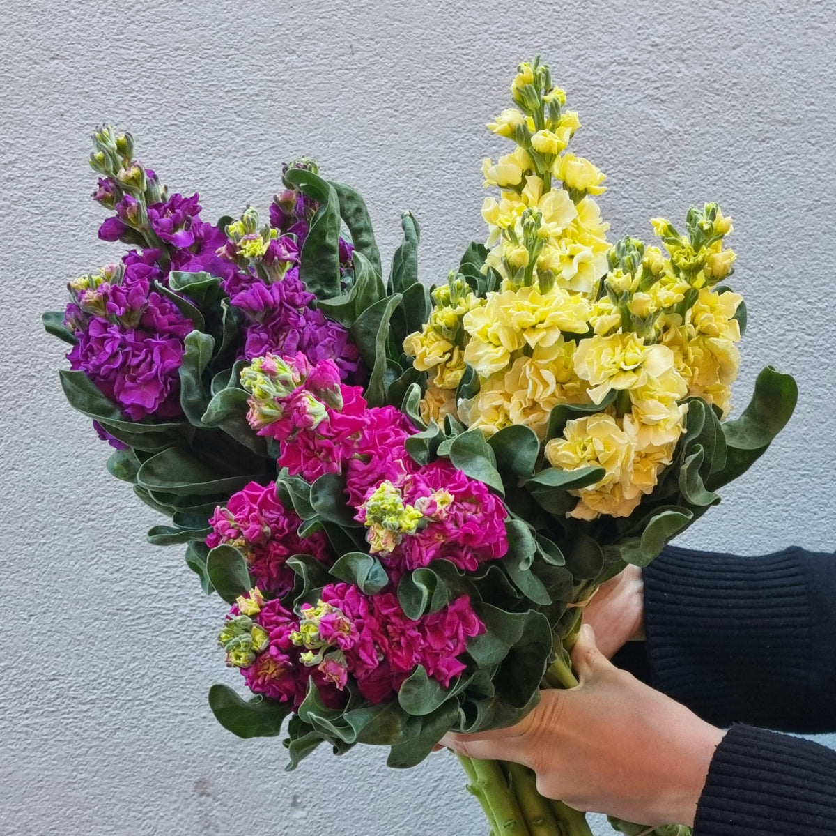Lucky Dip Stocks - 5 bunches