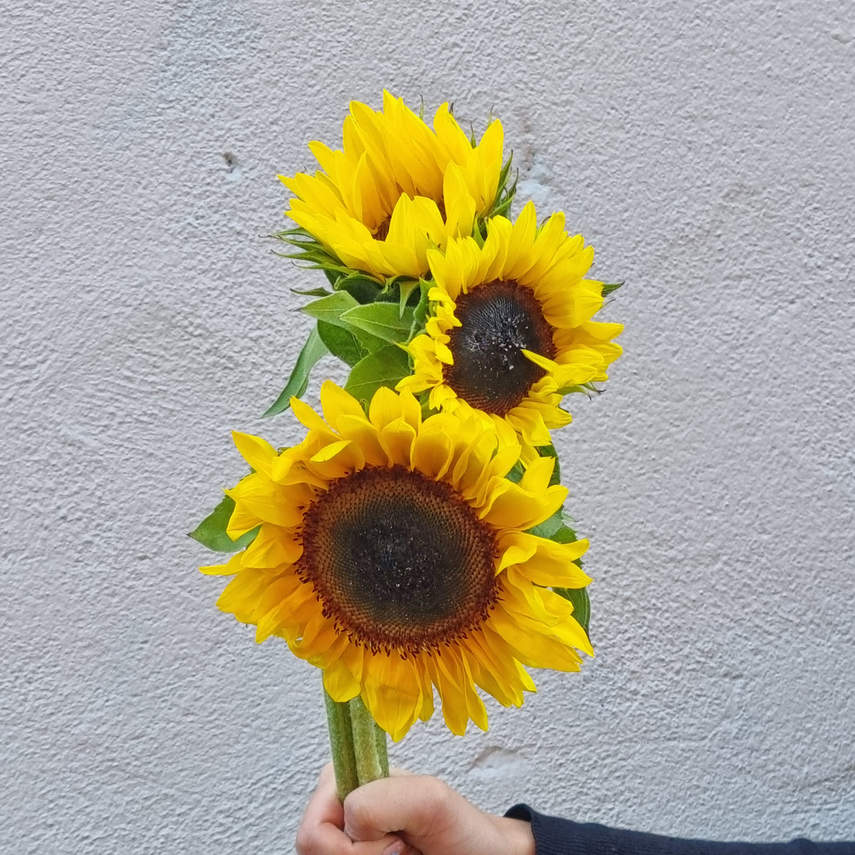 Sunflowers - 1 bunch