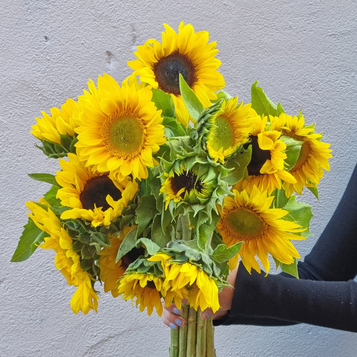 Sunflowers - 5 bunches