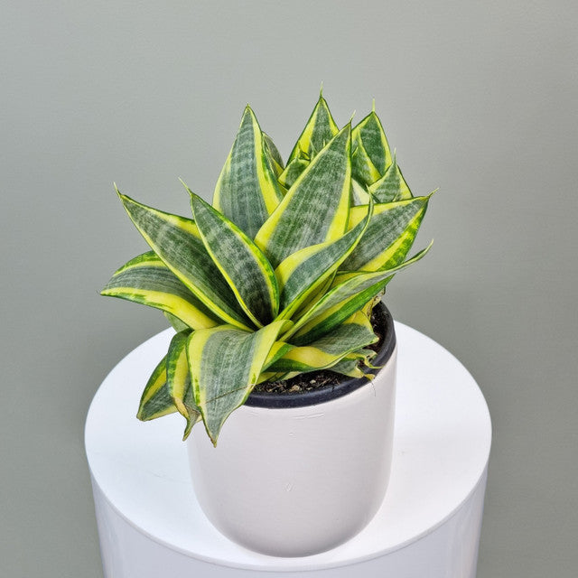 Sansevieria in Ceramic