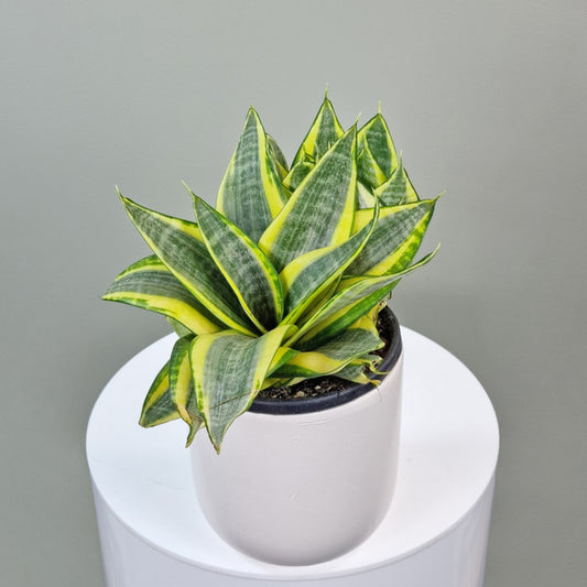 Sansevieria in Ceramic