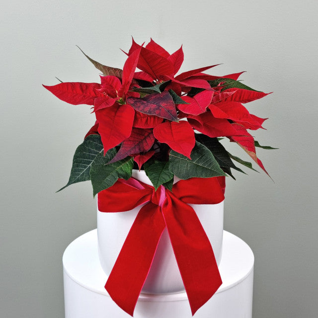 Poinsettia in Ceramic