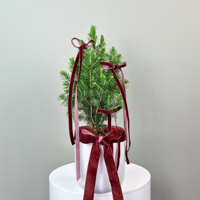 Fresh Christmas Tree - mini